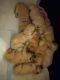 Golden Retriever Puppies for sale in Winder, GA 30680, USA. price: NA