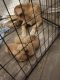 Golden Retriever Puppies for sale in Edinburgh, IN 46124, USA. price: NA