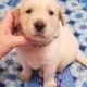 Golden Retriever Puppies for sale in Jackson, TN, USA. price: NA