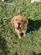 Golden Retriever Puppies for sale in Lewisville, TX, USA. price: NA