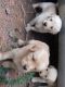 Golden Retriever Puppies for sale in Wallingford, KY 41093, USA. price: NA