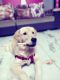 Golden Retriever Puppies for sale in Kukatpally, Hyderabad, Telangana, India. price: 25000 INR