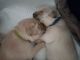 Golden Retriever Puppies for sale in Winder, GA 30680, USA. price: NA