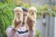 Golden Retriever Puppies for sale in Sector No. 6, Moshi, Pimpri-Chinchwad, Maharashtra 412105, India. price: 40000 INR