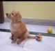 Golden Retriever Puppies for sale in Vaishali, Ghaziabad, Uttar Pradesh, India. price: 35000 INR