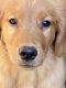 Golden Retriever Puppies for sale in Plymouth, NH 03264, USA. price: $1,500