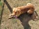 Golden Retriever Puppies for sale in Garber, OK 73738, USA. price: $1,200