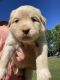 Golden Retriever Puppies for sale in Crane, MO 65633, USA. price: $300