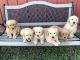 Golden Retriever Puppies for sale in Arrington, TN 37014, USA. price: $900