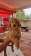 Golden Retriever Puppies for sale in Los Lunas, NM 87031, USA. price: $800