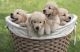 Golden Retriever Puppies for sale in Louisville, KY, USA. price: $900