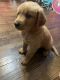 Golden Retriever Puppies for sale in Bancroft, MI 48414, USA. price: $500