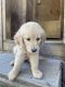 Golden Retriever Puppies for sale in 164 Wood Farm Rd, Huntsville, TX 77320, USA. price: $1,500
