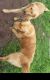 Golden Retriever Puppies for sale in Guthrie, OK, USA. price: $700