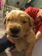 Golden Retriever Puppies for sale in Elizabethtown, NY 12932, USA. price: NA