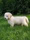 Golden Retriever Puppies for sale in Orland Park, IL, USA. price: NA