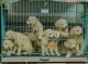 Golden Retriever Puppies for sale in Fort Kochi, Kochi, Kerala, India. price: 25000 INR