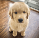 Golden Retriever Puppies for sale in Oakland, CA, USA. price: $800