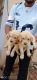 Golden Retriever Puppies for sale in Salani, Punjab 147203, India. price: 12000 INR