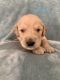 Golden Retriever Puppies for sale in Blue Springs, MO, USA. price: $1,500