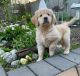 Golden Retriever Puppies for sale in South Orange, NJ 07079, USA. price: $2,000