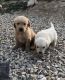 Golden Retriever Puppies for sale in Oklahoma City, OK, USA. price: $500
