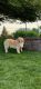 Golden Retriever Puppies for sale in Shelby Township, MI, USA. price: NA