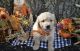Golden Retriever Puppies for sale in South San Francisco, CA, USA. price: NA