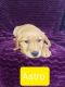 Golden Retriever Puppies for sale in Rockville, NE 68871, USA. price: NA