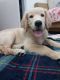 Golden Retriever Puppies for sale in Maryville, TN, USA. price: NA