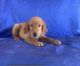 Golden Retriever Puppies for sale in North Richland Hills, TX, USA. price: NA