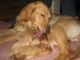 Golden Retriever Puppies for sale in Woodstock, NY, USA. price: $1,000