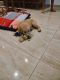 Golden Retriever Puppies for sale in Kharadi, Pune, Maharashtra, India. price: 30000 INR