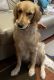 Golden Retriever Puppies for sale in New Milford, CT, USA. price: $600
