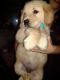 Golden Retriever Puppies for sale in Massillon, OH 44647, USA. price: $1,000