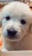 Golden Retriever Puppies for sale in Howell, MI, USA. price: NA