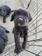 Golden Retriever Puppies for sale in Phelan, CA 92371, USA. price: NA