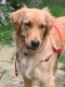 Golden Retriever Puppies for sale in WILOUGHBY HLS, OH 44092, USA. price: $800