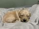 Golden Retriever Puppies for sale in Pierceton, IN 46562, USA. price: $1,750