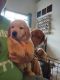 Golden Retriever Puppies for sale in Des Moines, WA, USA. price: NA