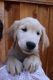 Golden Retriever Puppies for sale in Gilroy, CA 95020, USA. price: $1,000
