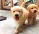 Golden Retriever Puppies for sale in California City, CA, USA. price: $1,300