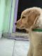 Golden Retriever Puppies for sale in Fever Hospital Main Rd, New Nallakunta, Hyderabad, Telangana 500044, India. price: 15000 INR