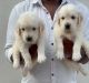 Golden Retriever Puppies for sale in Nelamangala Town, Karnataka 562123, India. price: 15000 INR