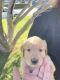 Golden Retriever Puppies for sale in Covina, CA 91723, USA. price: NA