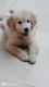 Golden Retriever Puppies for sale in Chicalim, Goa, India. price: 25000 INR