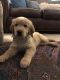 Golden Retriever Puppies for sale in Gray Court, SC 29645, USA. price: $900