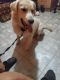 Golden Retriever Puppies for sale in Baltimore, MD 21237, USA. price: $1,500