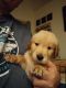 Golden Retriever Puppies for sale in Des Moines, WA, USA. price: $1,250