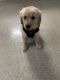 Golden Retriever Puppies for sale in West Lafayette, IN, USA. price: $400